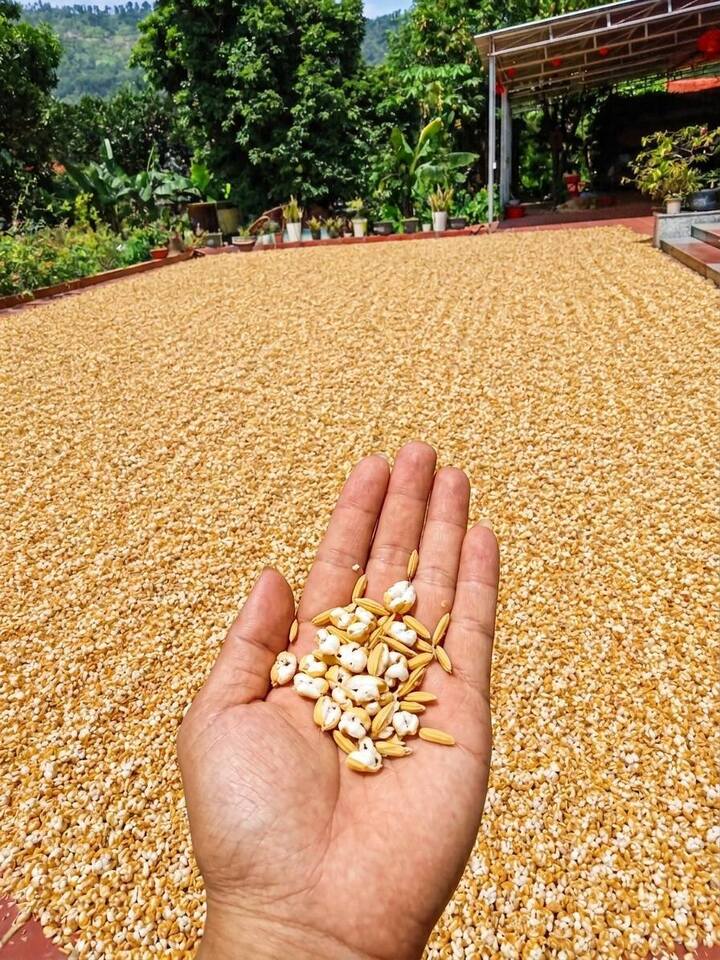 Hình ảnh lan truyền trên MXH gây không ít tò mò của CĐM