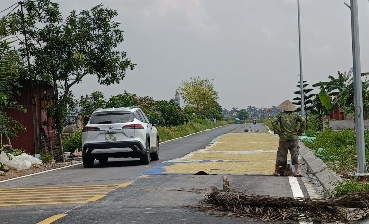 Phơi thóc lúa ra ngoài đường gây cản chở giao thông nguy hiểm cho các phương tiện