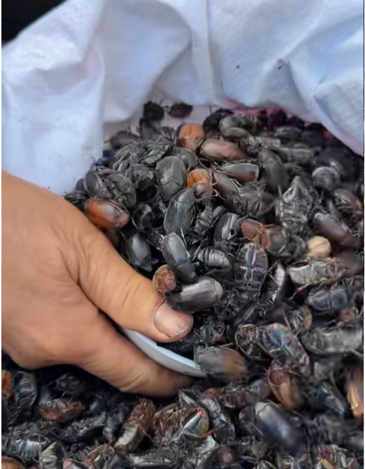 Bọ cánh cứng được bầy bán tại chợ vùng cao. Ảnh mai tây bắc