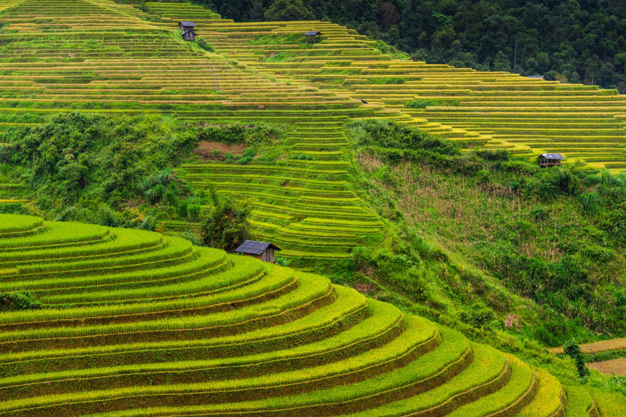 Mù Cang Chải cũng là điểm đến lý tưởng được nhiều du khách lựa chọn nhờ khí hậu mát mẻ, cảnh sắc núi rừng hùng vĩ và những thửa ruộng bậc thang nổi tiếng.