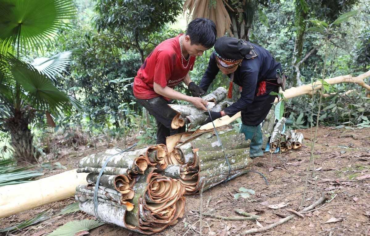 Cây quế – “vàng xanh” trên vùng cao Lào Cai 1 que 2