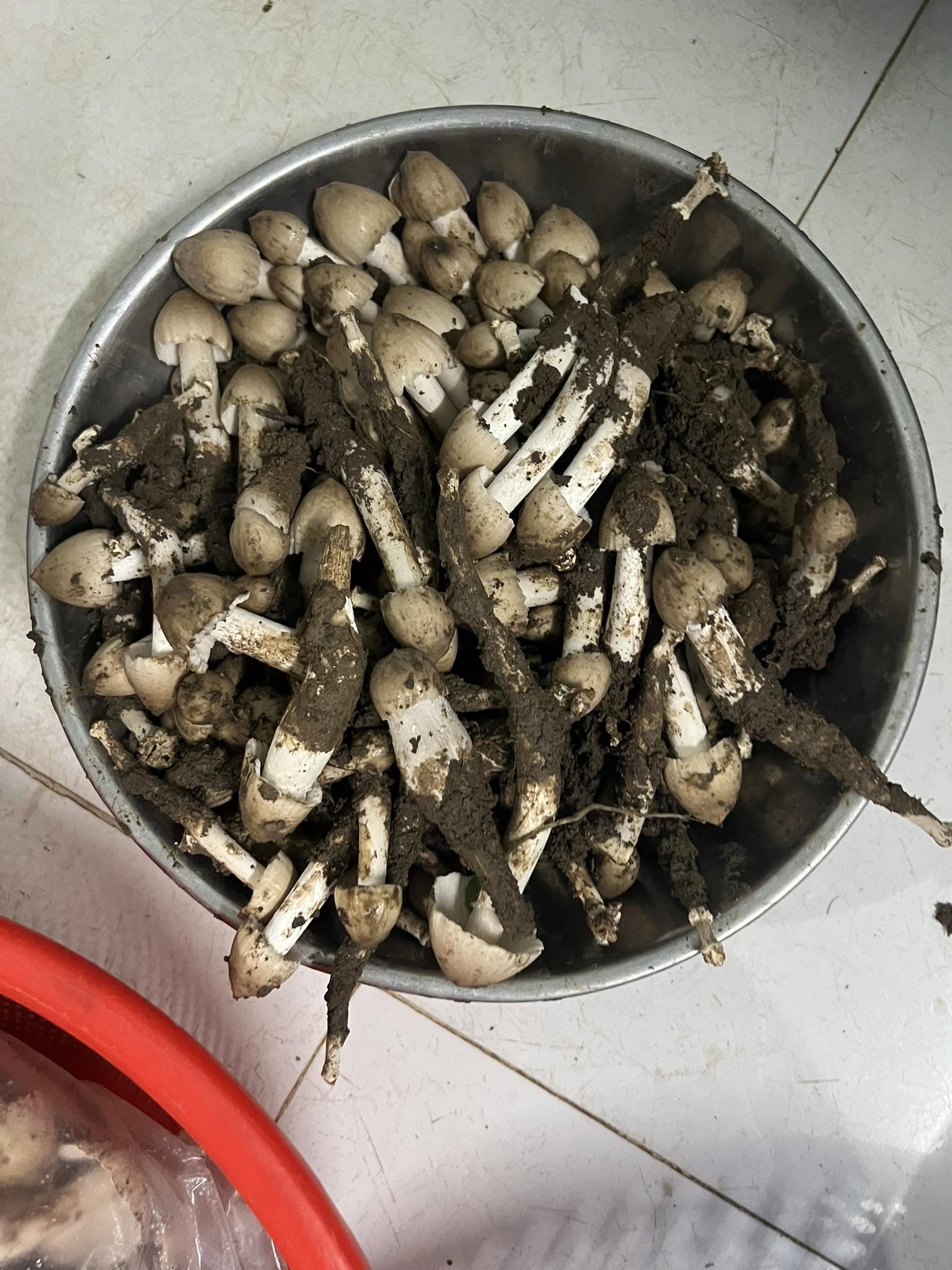 Nấm mối đồng loạt nhú lên sau mưa, người dân thức dậy từ sớm để tìm kiếm loại đặc sản theo mùa này.
