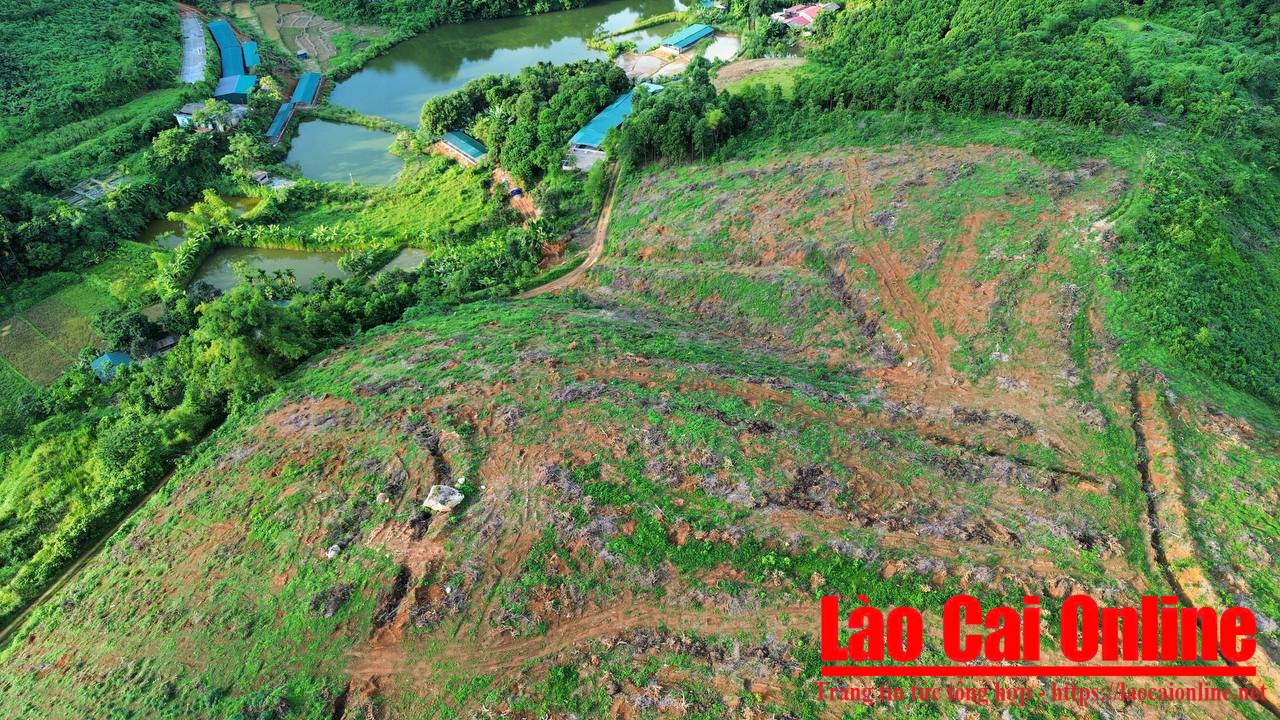 Đơn vị thi công đang huy động nhân lực, máy móc phát dọn thực bì, nhổ bỏ cây cối tận gốc để chuẩn bị cho công tác san gạt mặt bằng ở giai đoạn tiếp theo. Ảnh Du Kỷ