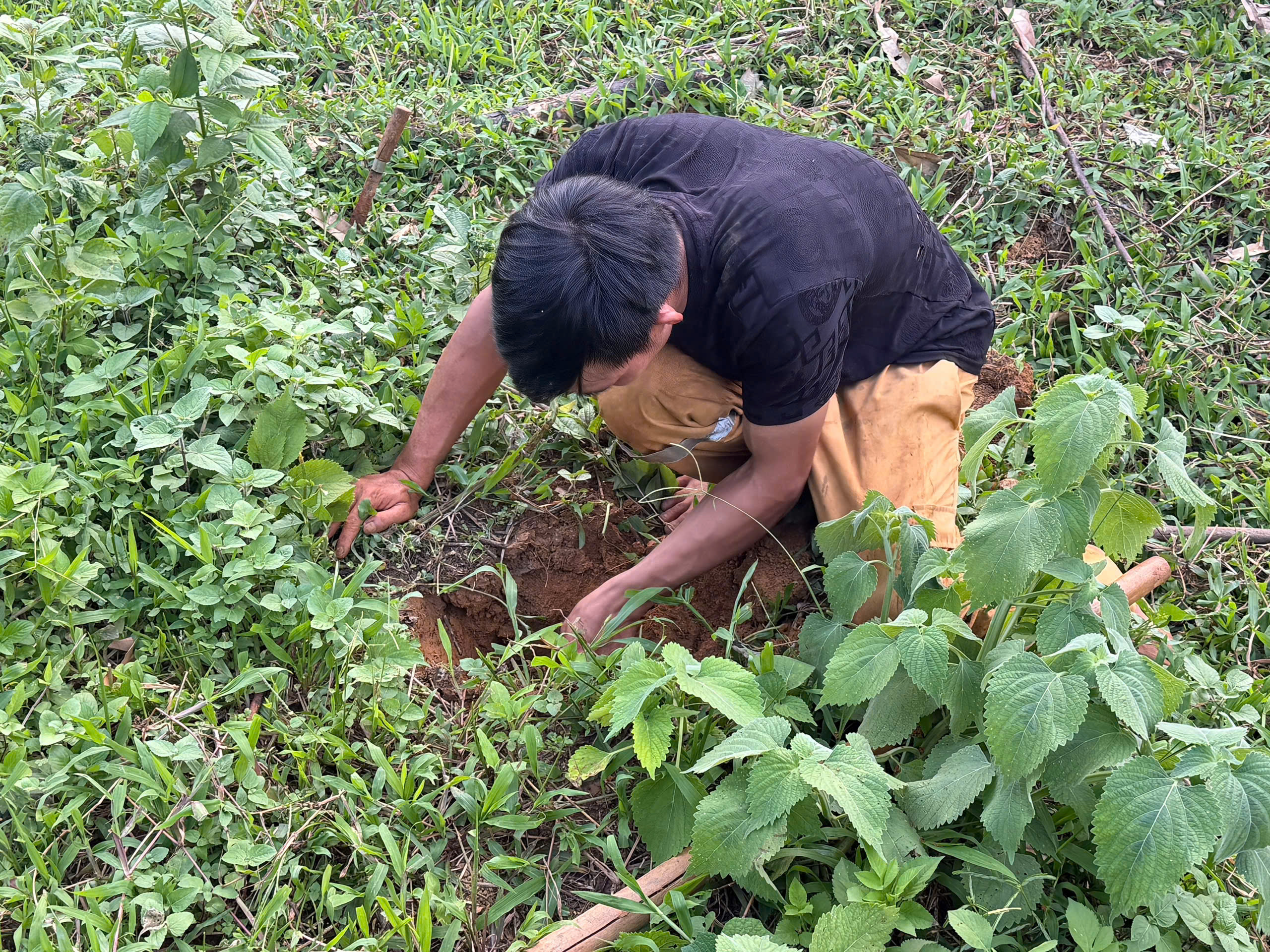 Anh Viện dùng ngón tay kiểm tra hướng di chuyển của tổ dế. Ảnh Du Kỷ