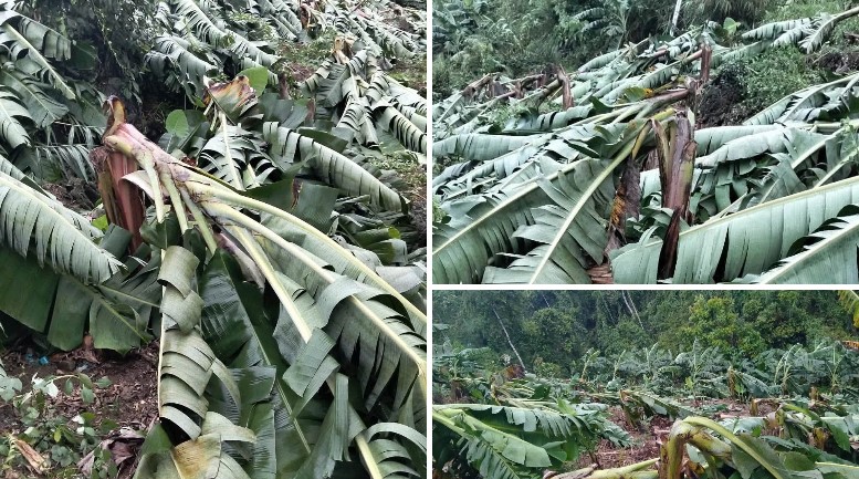 Mường Khương: Mưa Lớn Kèm Giông Lốc, Hơn 14 Ha Chuối Bị Thiệt Hại Hoàn Toàn 2 Một số diện tích chuối của người dân thôn Sín Hồ (khu vực Thanh Bình cũ), nay là xã Mường Khương bị ảnh hưởng sau trận mưa dông kèm gió mạnh. Ảnh: Người dân cung cấp.Một số diện tích chuối của người dân thôn Sín Hồ (khu vực Thanh Bình cũ), nay là xã Mường Khương bị ảnh hưởng sau trận mưa dông kèm gió mạnh. Ảnh: Người dân cung cấp.
