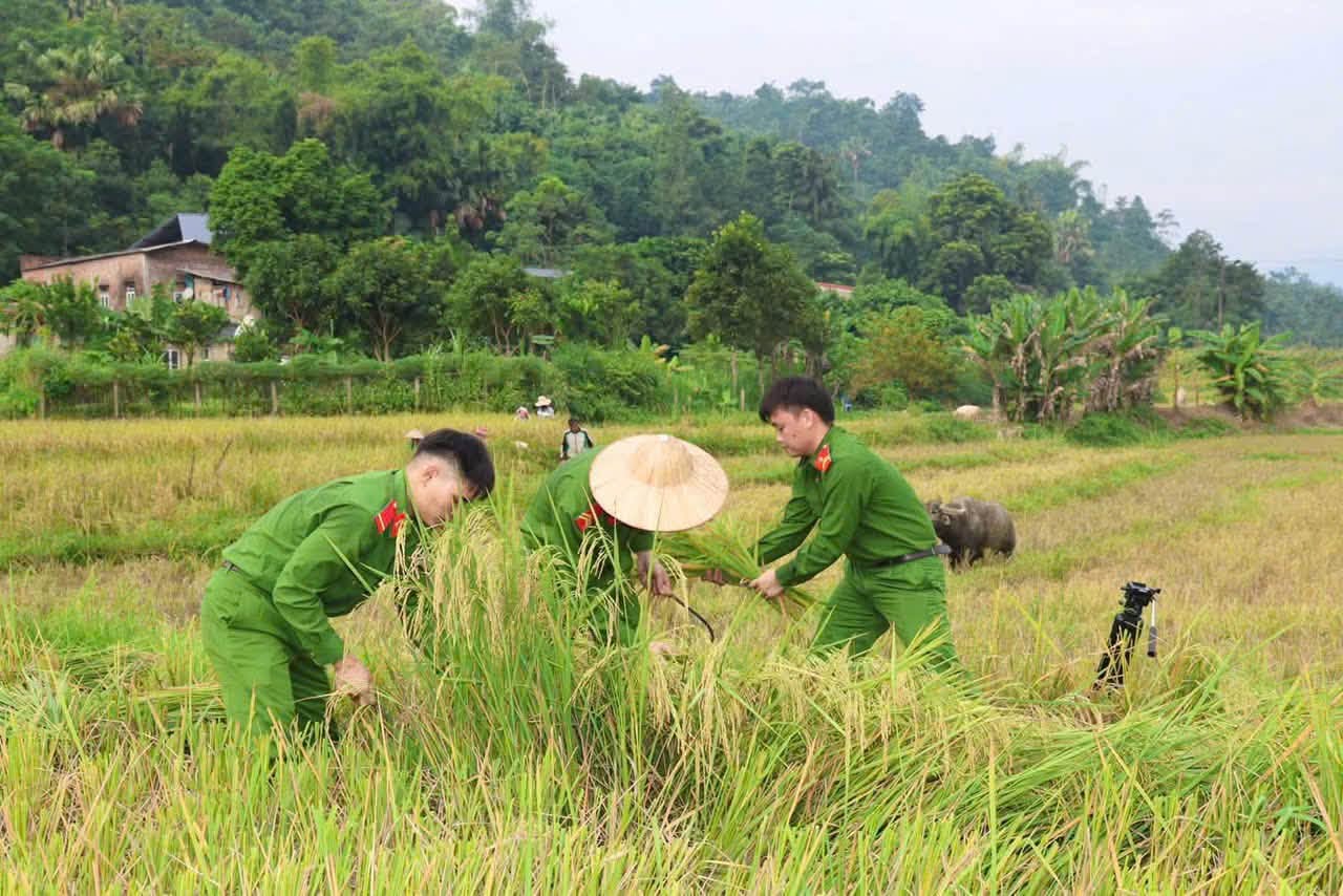 Chiến sĩ công an ở Lào Cai giúp dân gặt lúa 20 844617245 1085260087674032 4943654636085404764 n